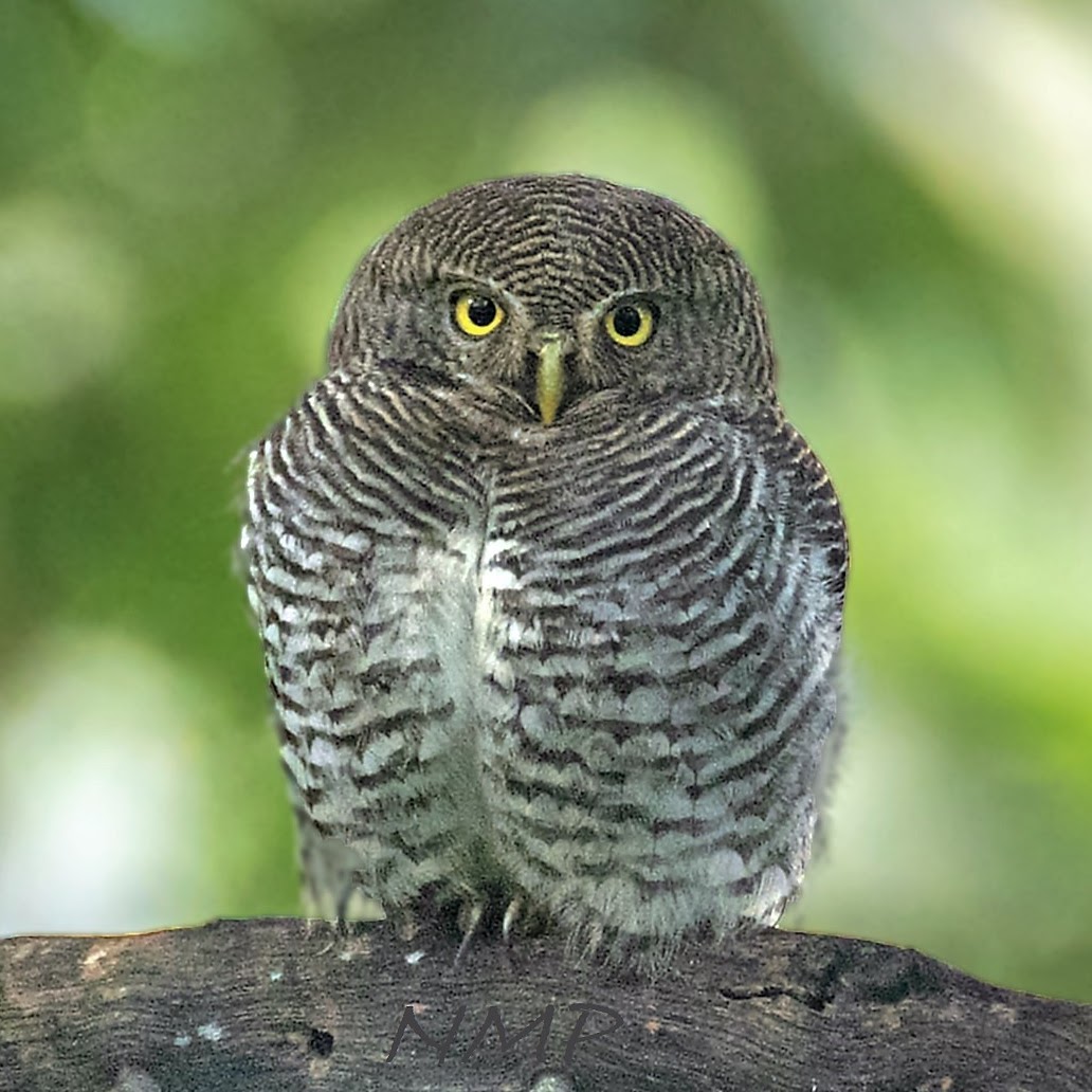 Jungle Owlet